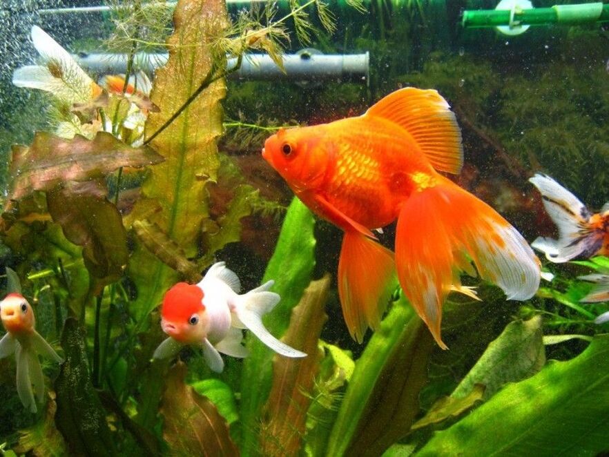 паричен аквариум със златни рибки